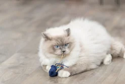 Animaux marins, en peluche, catnip, 5-8 cm, produit assorti
