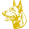 Autocollant or Malinois tête, 30 cm