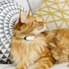Balise de localisation GPS KIPPY CAT pour chat