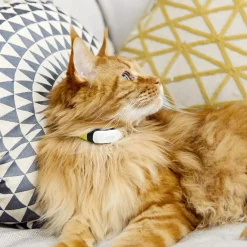 Balise de localisation GPS KIPPY CAT pour chat
