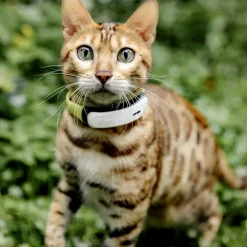 Balise de localisation GPS KIPPY CAT pour chat
