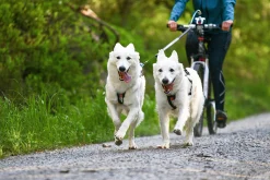 Barre de traction - NON-STOP Dogwear Bike Antenna