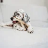 Benebone pack Dental Chew Wishbone bacon