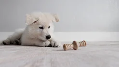 Benebone Puppy Pack Maplestick Zaggler bacon