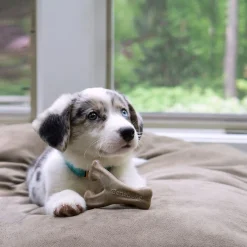 Benebone Puppy Wishbone bacon S