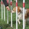 Cani Parc - Slalom 12 piquets