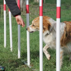 Cani Parc - Slalom 12 piquets