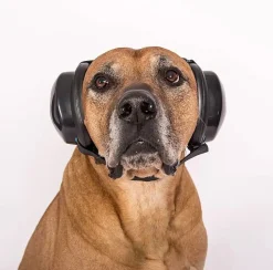 Casque antibruit pour chien XL