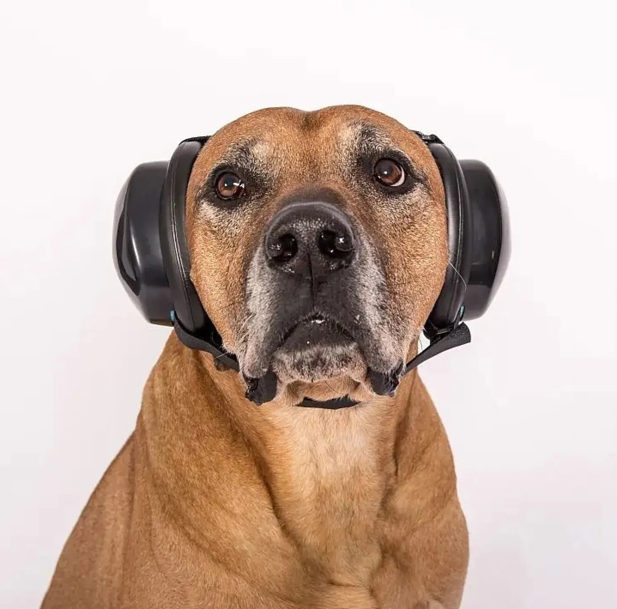Casque antibruit pour chien XL