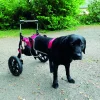 Chariot pour chien à mobilité réduite MOYEN, taille S