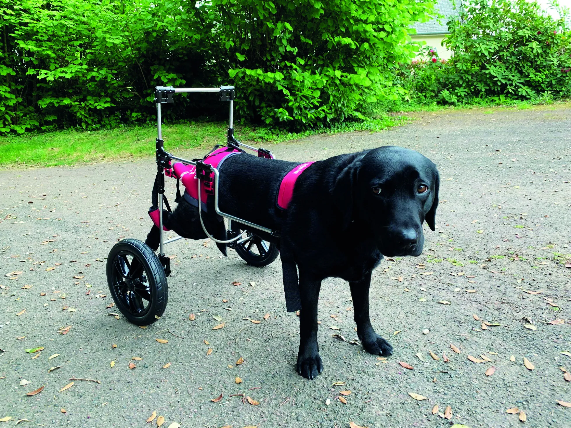 Chariot pour chien à mobilité réduite MOYEN, taille S