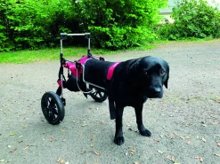 Chariot pour chien à mobilité réduite MOYEN, taille M