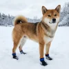 Chaussons Protector Bootie Non Stop Dogwear, S