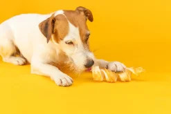 Chicken Chewing Curl