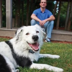 Clôtiure anti-fugue sans fil Petsafe