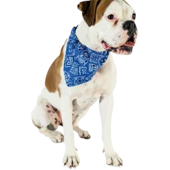 Collier bandanas 15 mm Bleu