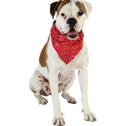 Collier bandanas 15 mm Rouge