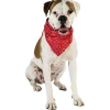 Collier bandanas 20 mm Rouge