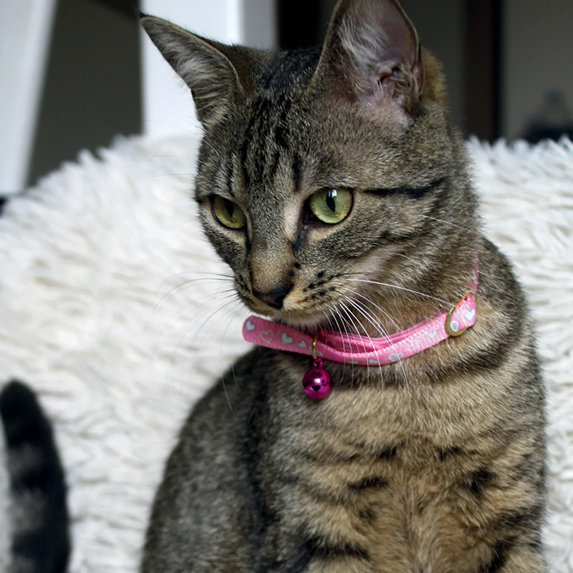 Collier chat Coeur réfléchissant 34 cm x 10 mm - rose