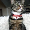 Collier chat Ladycat avec grelot 30 cm x 10 mm - rouge
