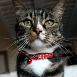 Collier chat Ladycat avec grelot 30 cm x 10 mm - rouge