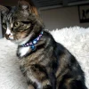 Collier chat Poisson 34 cm x 10 mm - Bleu