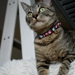 Collier chat Poisson 34 cm x 10 mm - Marron
