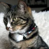 Collier chat Sardine avec grelot 30 cm x 10 mm - Noir