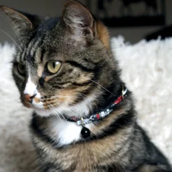 Collier chat Sardine avec grelot 30 cm x 10 mm - Noir