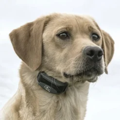Collier à distance SportDOG SD425X, portée 450 m