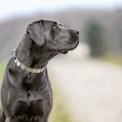 Collier Neck-Tech Fun avec boucle rapide, qualité HS