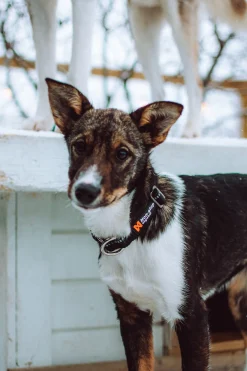 Collier NON-STOP Dogwear Polypro Collar