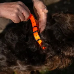 Collier orange X-PERT 1.9 x 0.25 x 52 cm, Wild Tracker