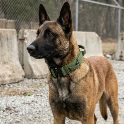 Collier RECON K9 - boucle cobra - LARGE - camo vert