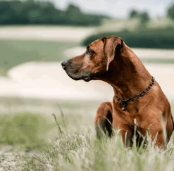 Collier sanitaire coulissant, fin, INOX noir, 49 cm, qualité HS