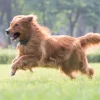 Collier supplémentaire pour clôture anti-fugue Dogtra