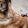 Collier Torquatus 65 cm, qualité HS