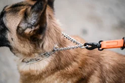 Collier Torquatus 40 cm, quanlité HS