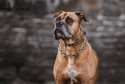 Collier Torquatus inox, 60 cm, qualité HS