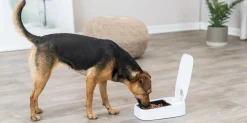 Distributeur automatique 1 repas