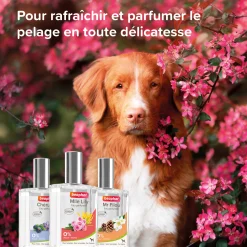 Eau Parfumée Mlle Lily pour femelle 50 ml
