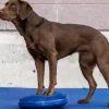 Fitpaws Balance disc 36 cm bleu