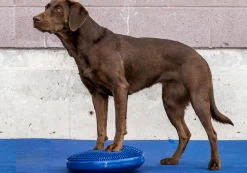 Fitpaws Balance disc 56 cm bleu