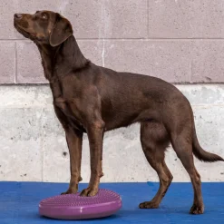 Fitpaws Balance disc 36 cm violet