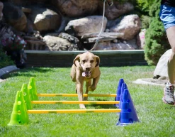 Fitpaws Canine Gym Kit