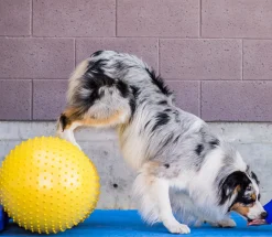 Fitpaws Peanut 60 cm