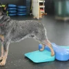 Fitpaws The Ramp