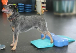 Fitpaws The Ramp