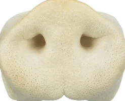 Friandise vrac pour chien Museau de porc séché