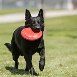 Frisbee KONG Flyer